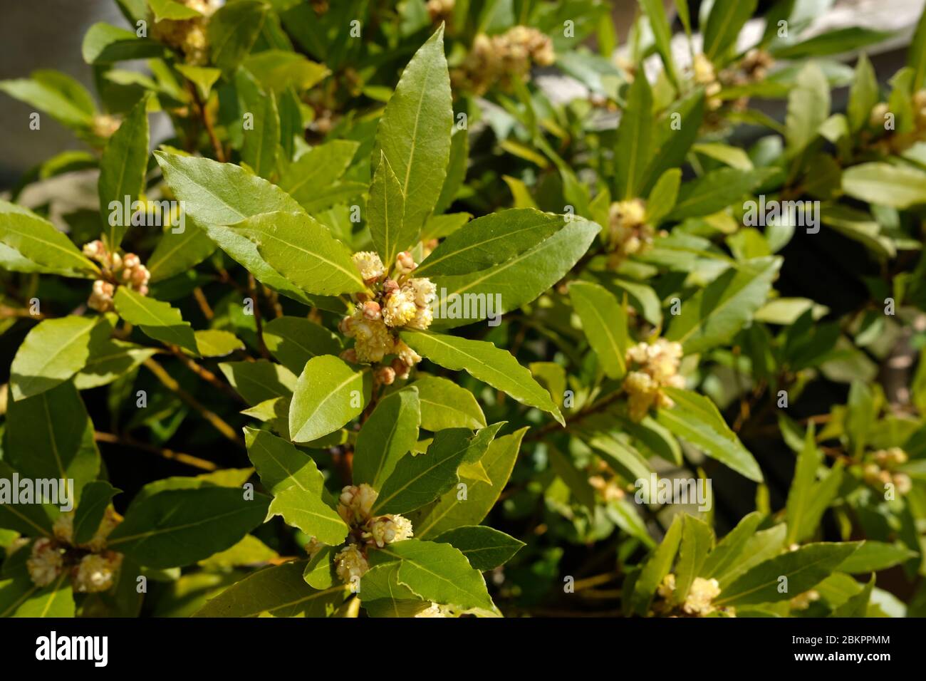 Kitchen Use Bay Tree, Laurus Nobilis, Sweet Bay or Bad Laural, is a