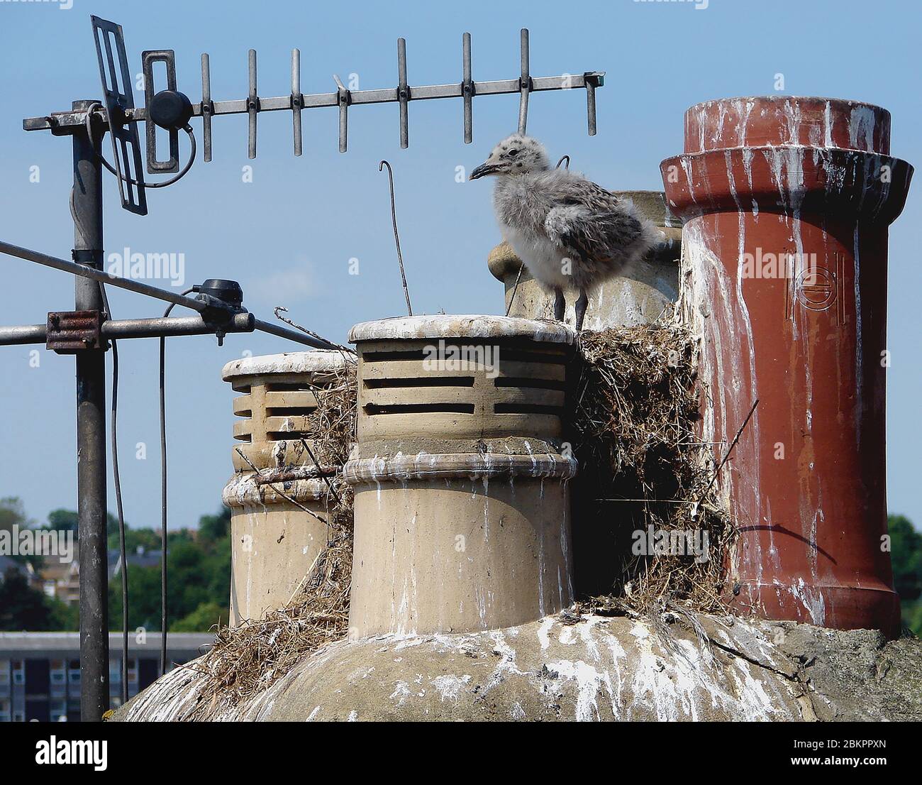 Small English seagull chick on a chimney stack preparing to fly. The ingenious parent has built an unusual  'penthouse' nest, filling the spaces between anti-nesting rods placed to stop seagulls from nesting and has even used one of the rods of a television aerial in the construction, demonstrating bird intelligence. Stock Photo