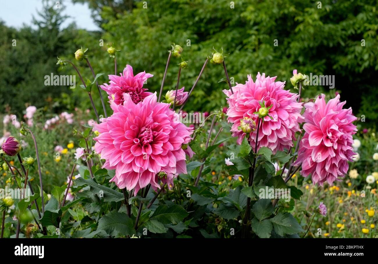 Dahlia's garden border hi-res stock photography and images - Alamy