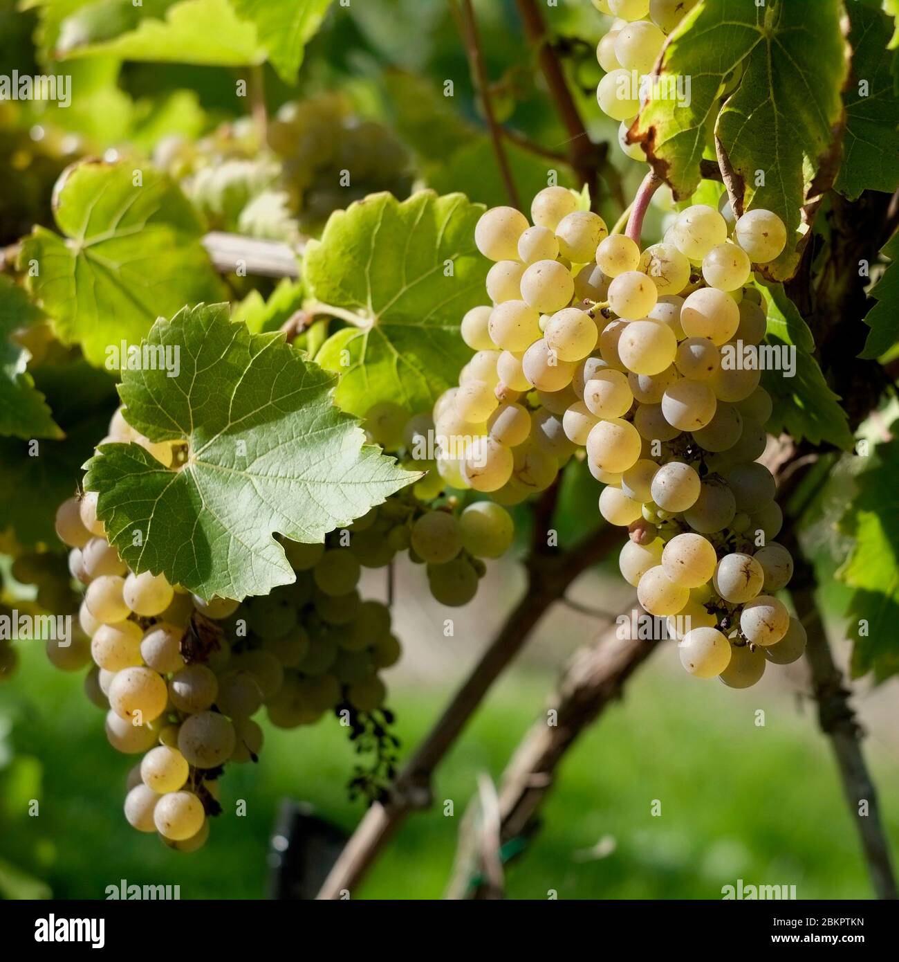 White Seyval grapes growing on an English vineyard Stock Photo