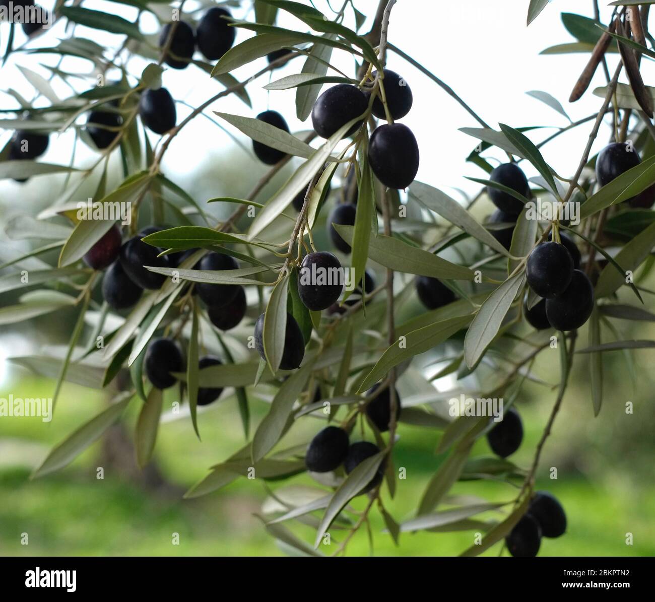 Olives on the tree, in southern Spain Stock Photo