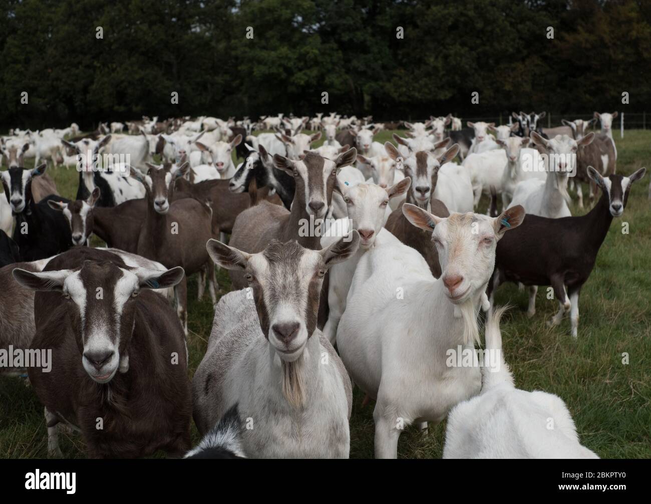 Goats at Golden Cross Cheese, Greenacres Farm, Holmes Hill, Sussex Stock Photo