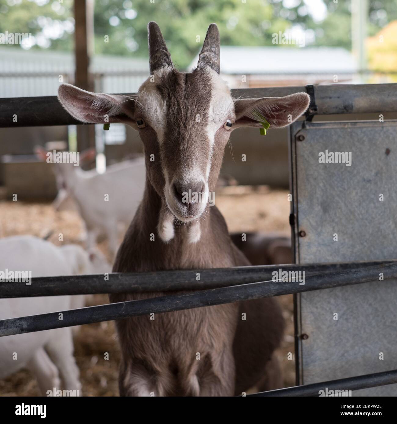 Goats at Golden Cross Cheese, Greenacres Farm, Holmes Hill, Sussex Stock Photo