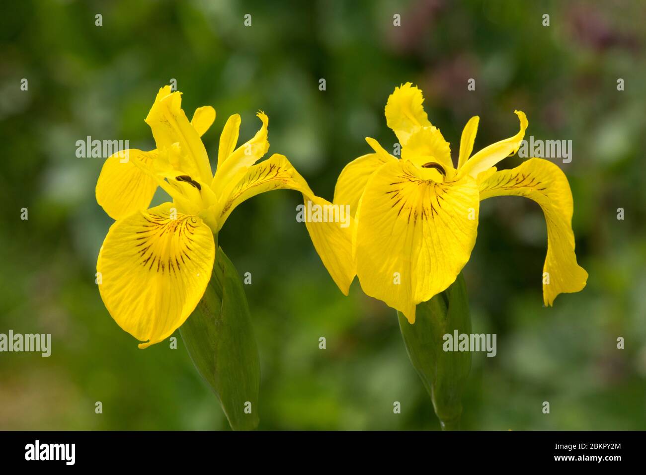two yellow flag irises, Yellow flag Iris, Flag Iris, Yellow Iris, Iris pseudacorus, marginal pond plants, May Stock Photo