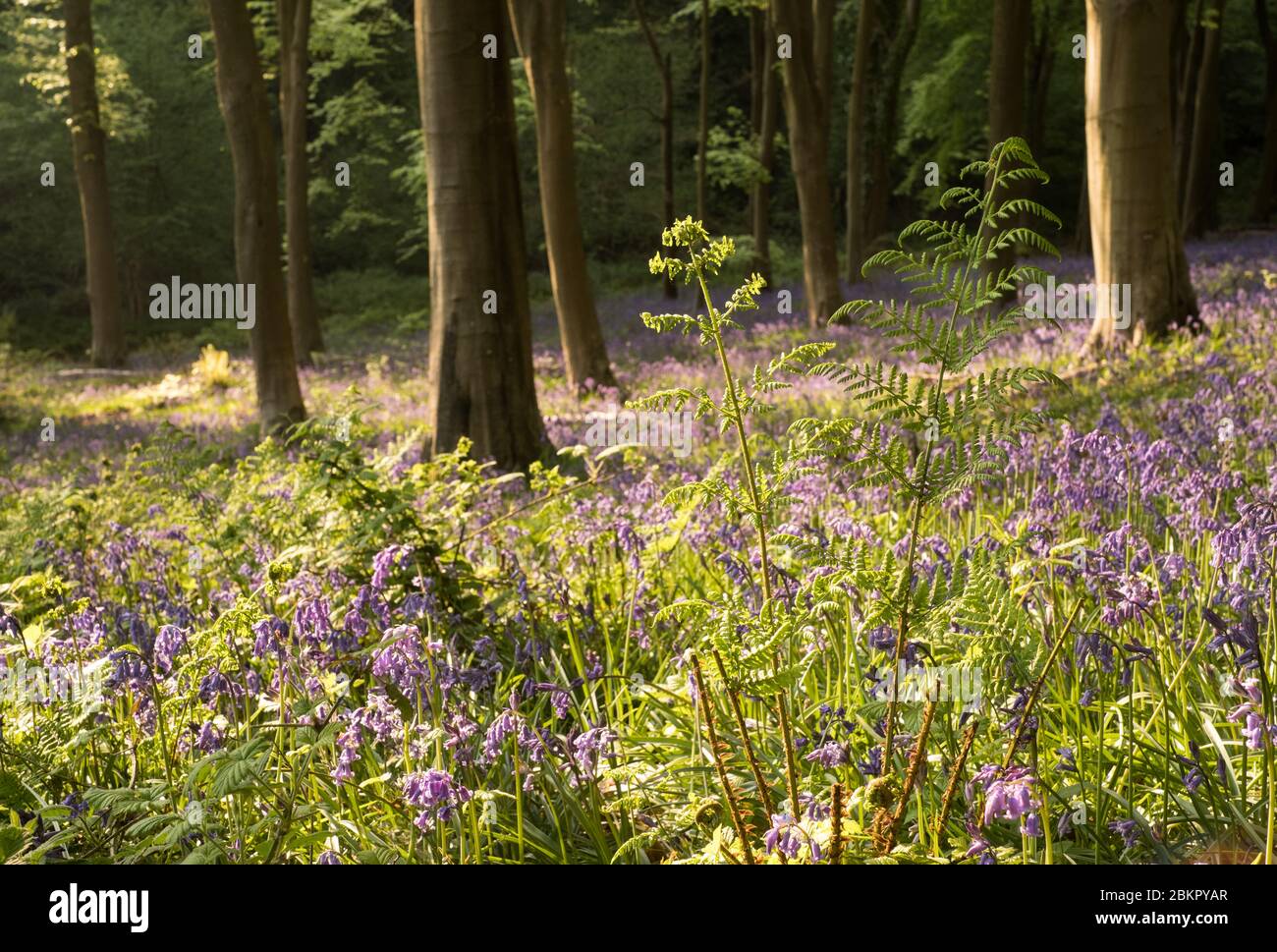 Bluebell woods near Portbury, Bristol, UK Stock Photo