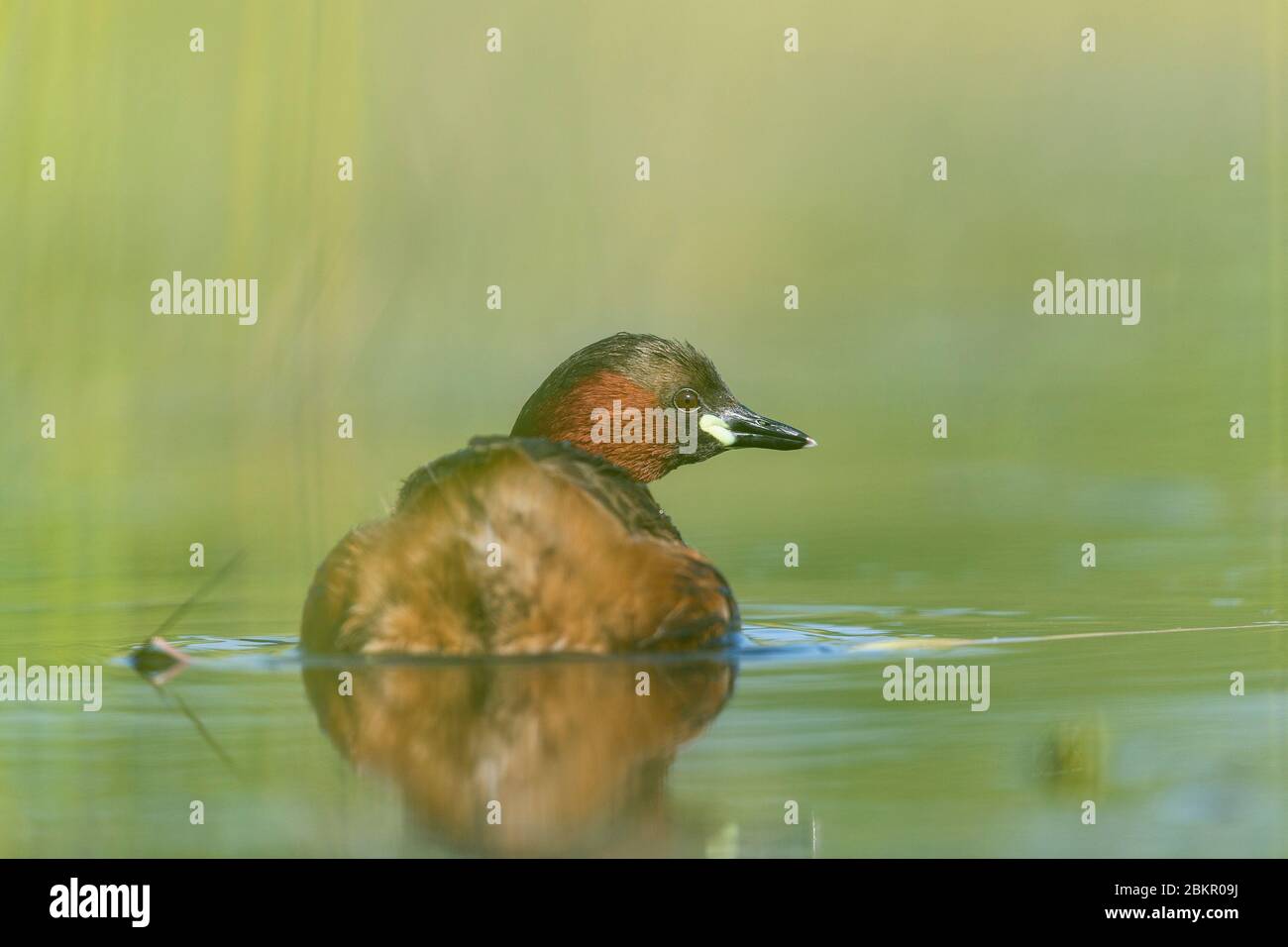 A Little grebe (Tachybaptus ruficollis) amongst the reeds in early morning mist Stock Photo