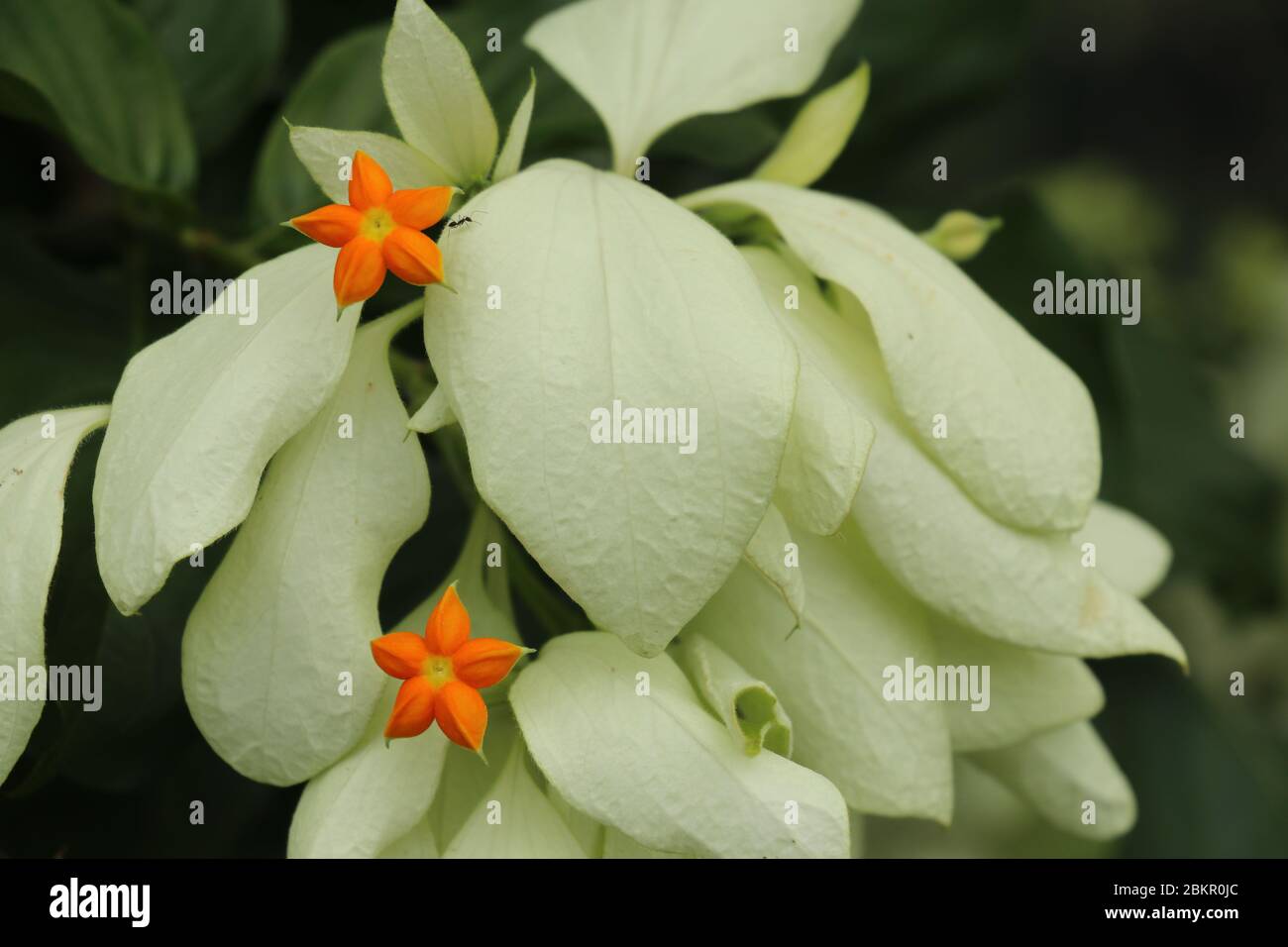 Macro of beautiful yellow Mussaenda flower. White species Mussaenda flower with orange flowers. Mussaenda Don Luz Mag Say Say, Don Tringing, Mussaenda Stock Photo
