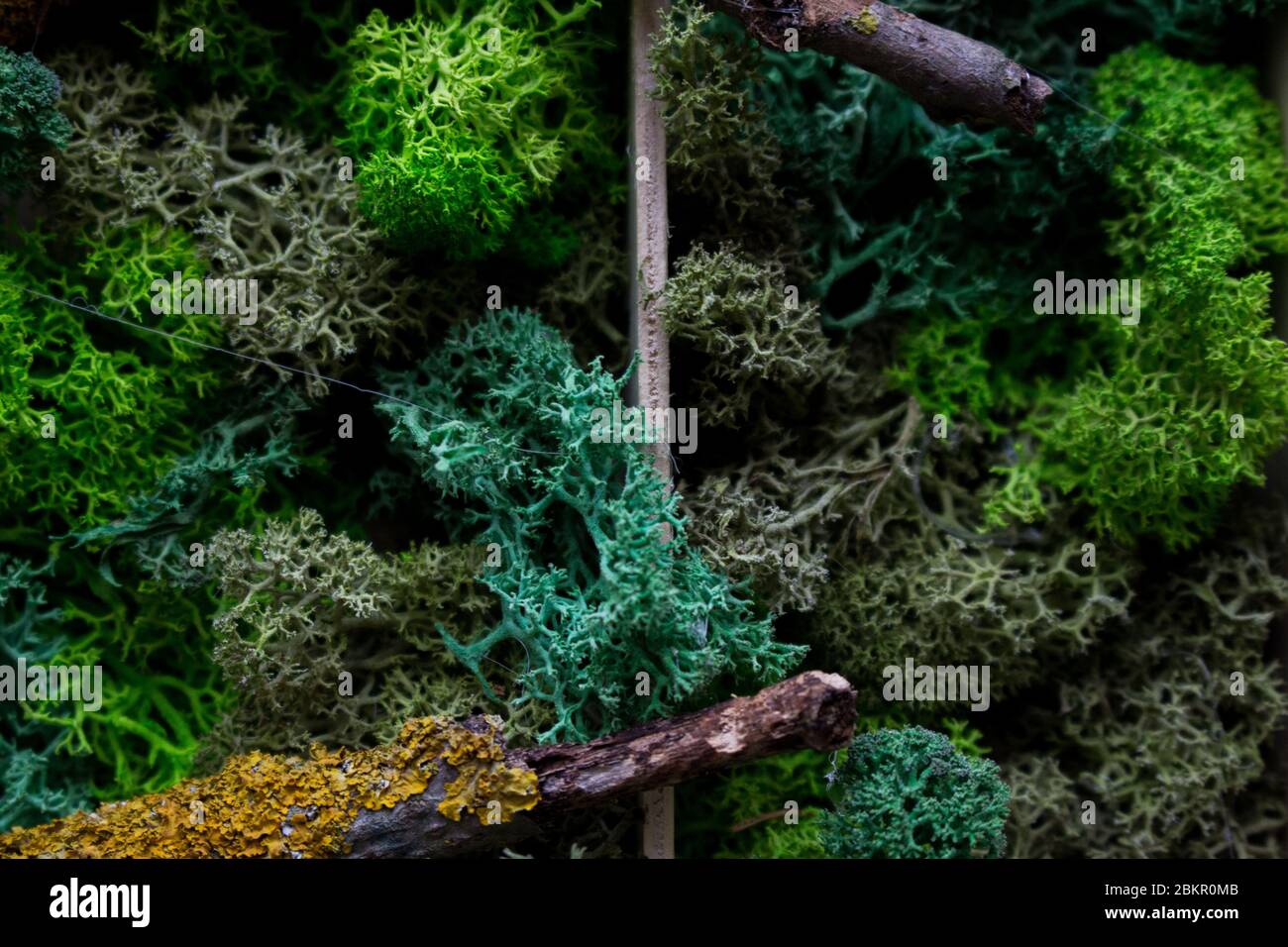Cladonia Rangiferina moss background. Green stabilized moss,lichen.  Reindeer moss wall, a green wall decoration made of reindeer lichen Stock  Photo - Alamy