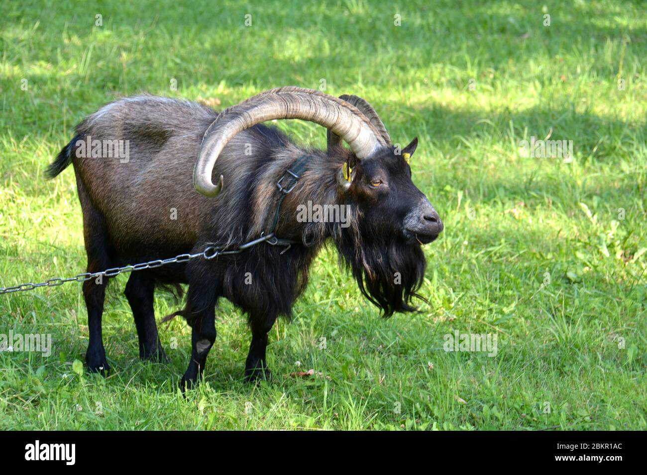 Old unkempt goat with big horns on dried pasture. Stock Photo