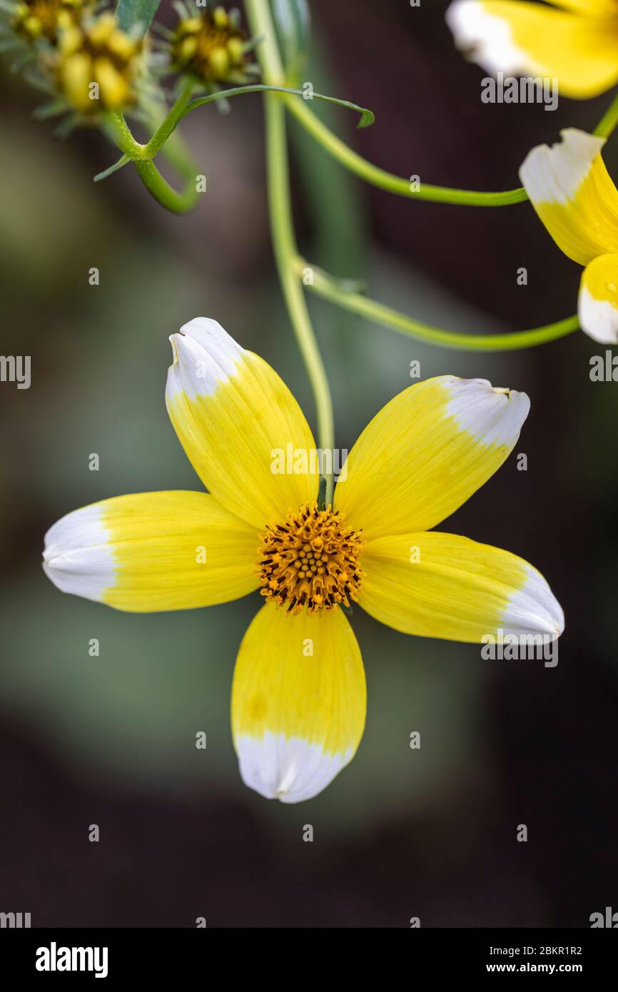 Close up of Bidens Aurea - Hannays Lemon Drop flowering in an English garden, England, UK Stock Photo