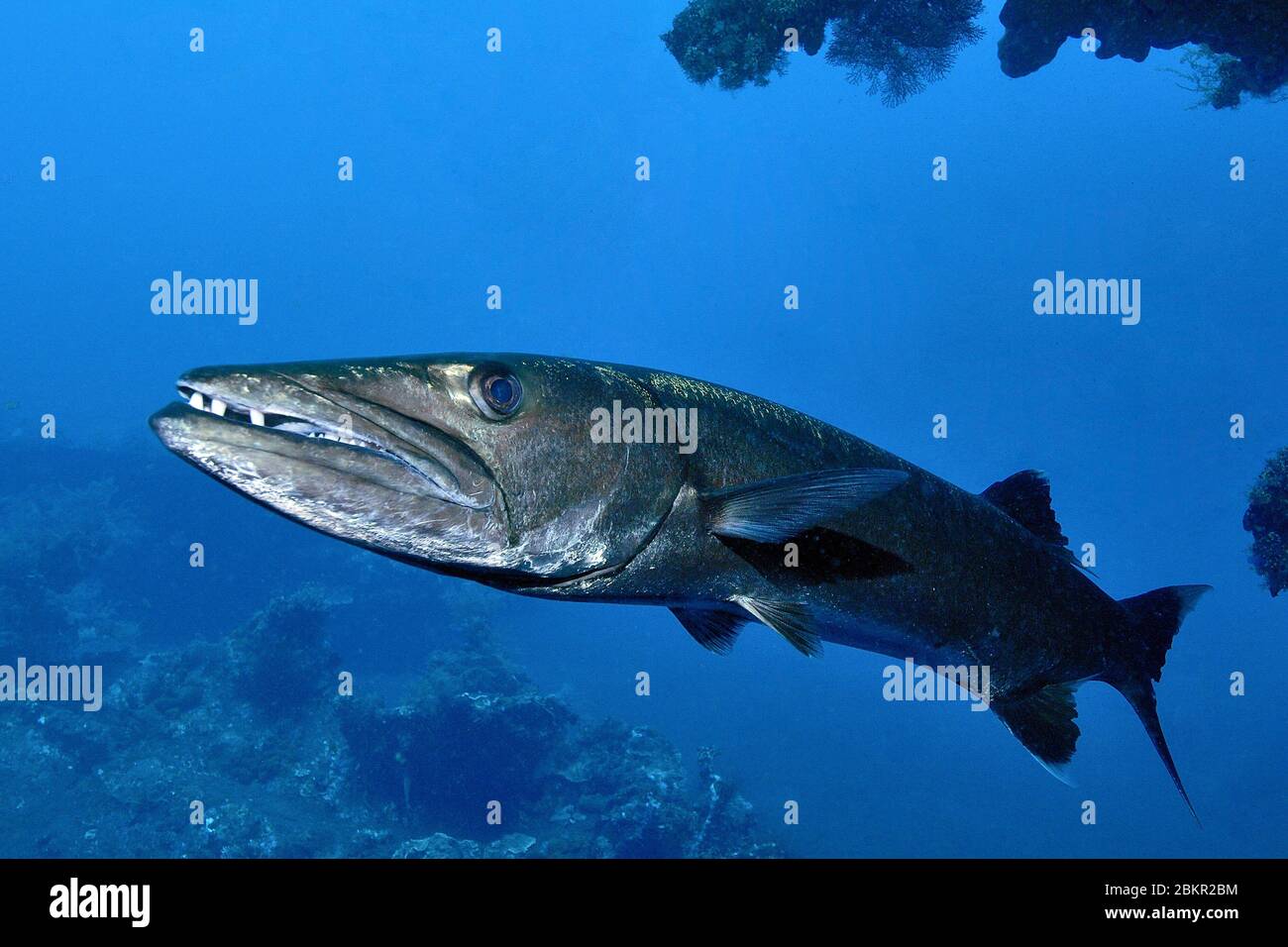 Großer einzelner Barrakuda (Sphyraena barracuda), Indopazifik, Pazifik, Bali, Indonesien, Asien Stock Photo