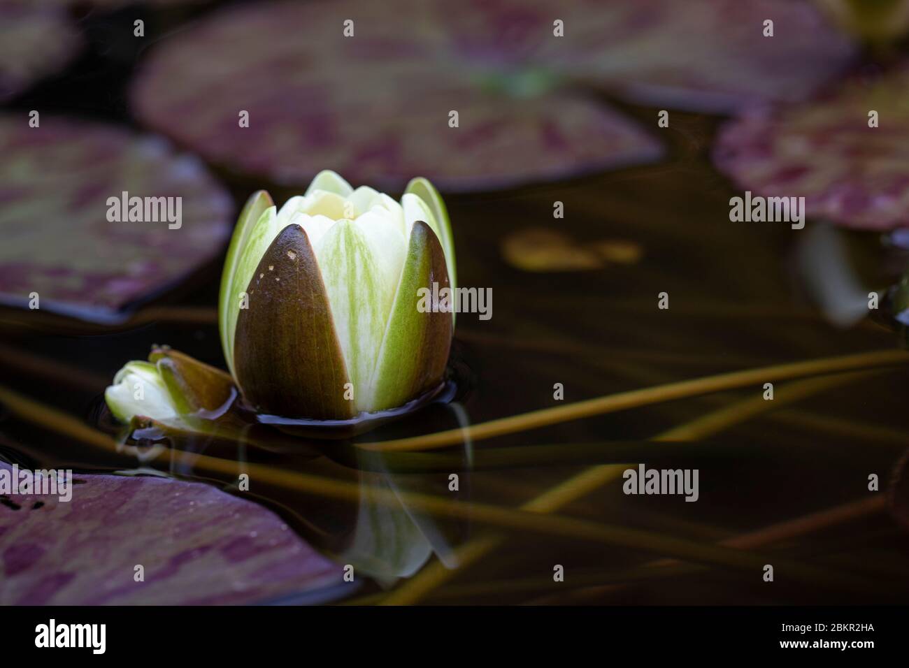 Lily Pads Floating High Resolution Stock Photography and Images Alamy