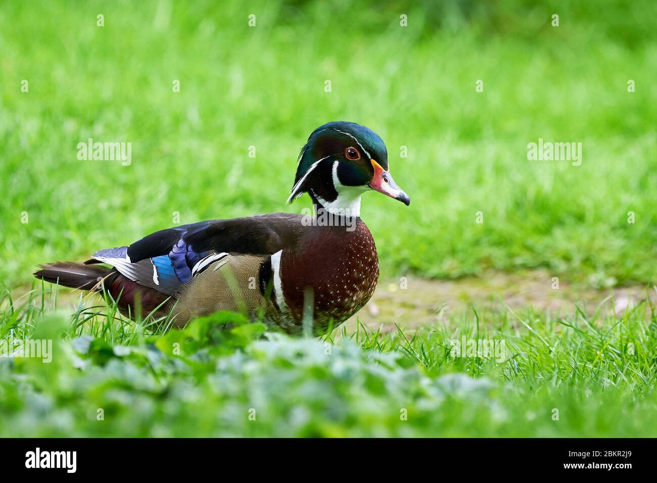 wood-duck-or-carolina-duck-aix-sponsa-in-natural-habitat-stock-photo