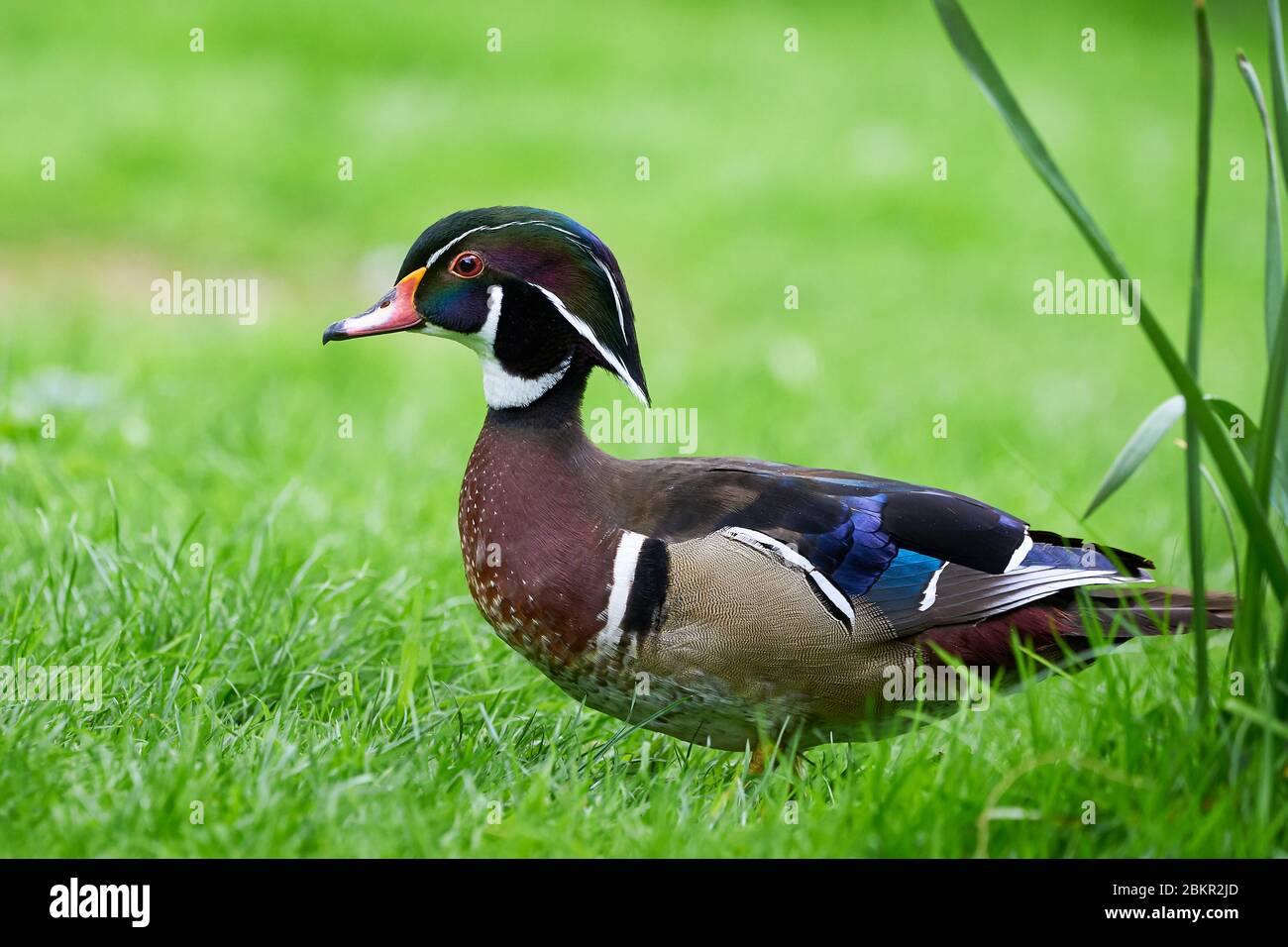 wood-duck-or-carolina-duck-aix-sponsa-in-natural-habitat-stock-photo