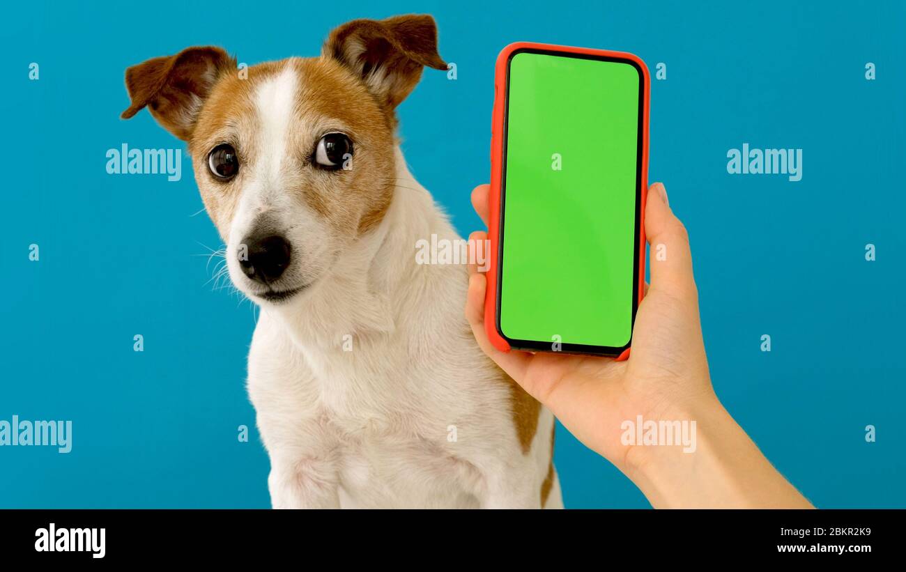 Dog sits next to a smartphone green screen Stock Photo