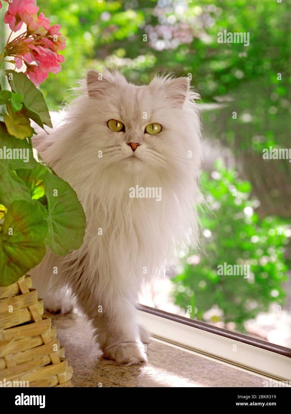 CAT Persian silver white chinchilla long haired pedigree cat, with best foot forward, posing for a portrait in natural window light at her home Stock Photo