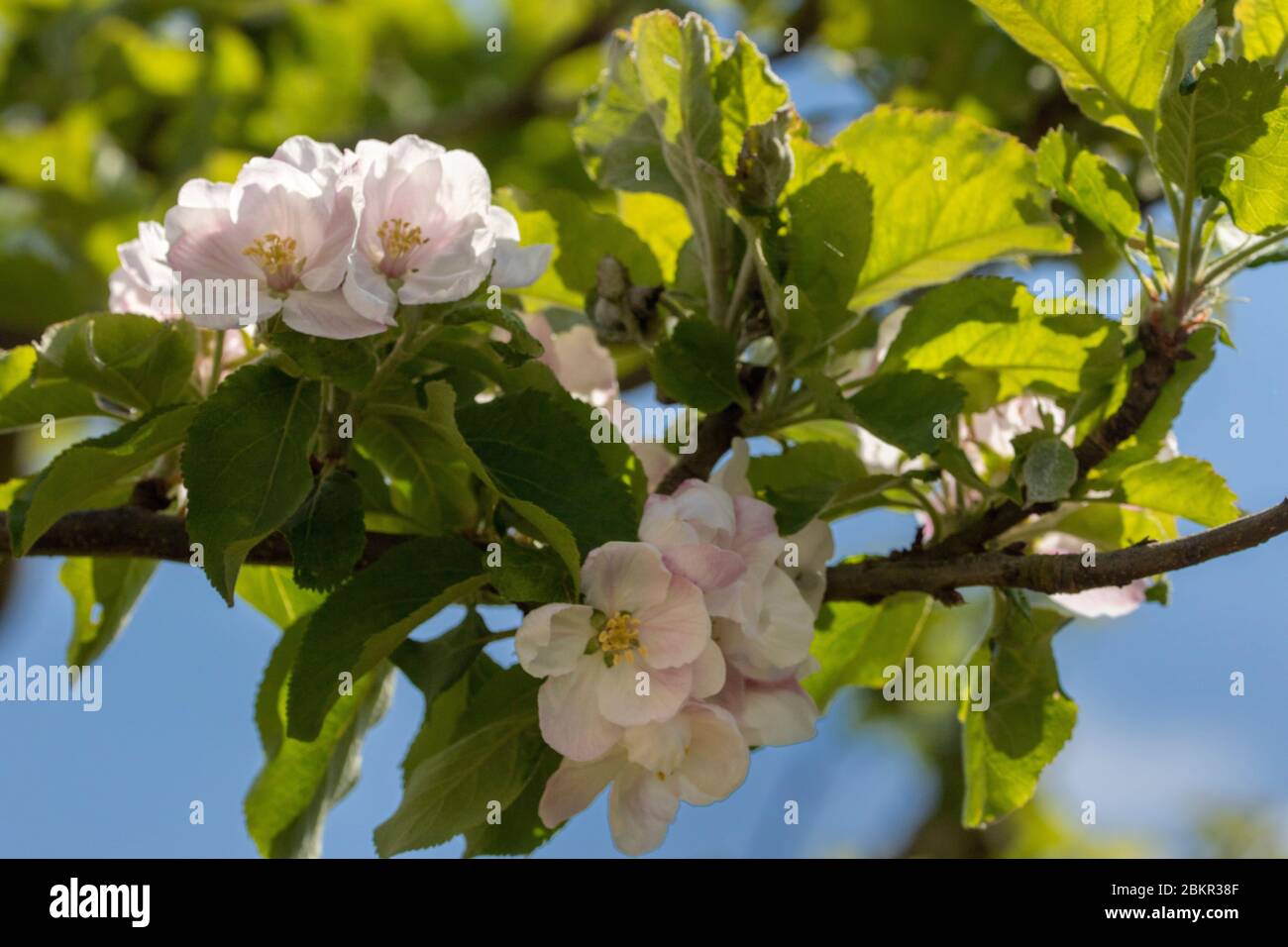 Nature's apple blossom flowers in the English spring sunshine, United Kingdom, Europe Stock Photo