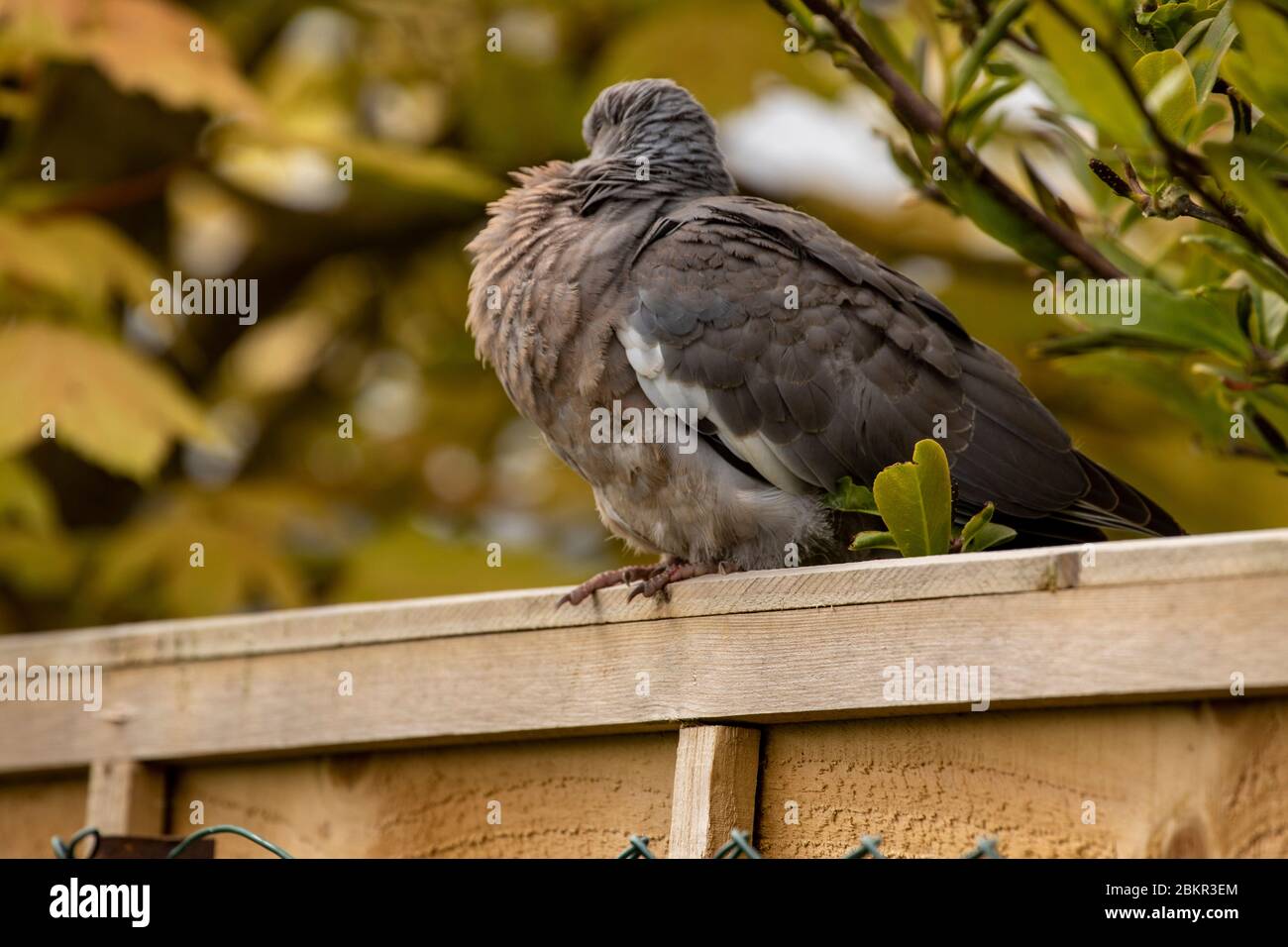 Young fledgling pigeon resting on garden fence in the spring sunshine Stock Photo