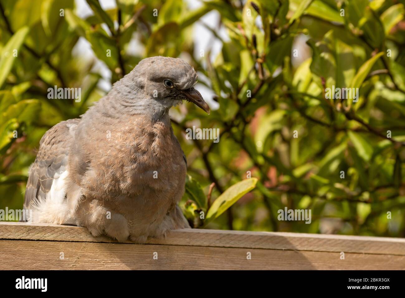 Spring Fledging Gall bladders hi-res stock photography and images - Alamy