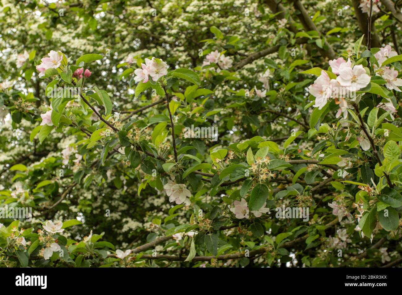 Nature's apple blossom flowers in the English spring sunshine, United Kingdom, Europe Stock Photo