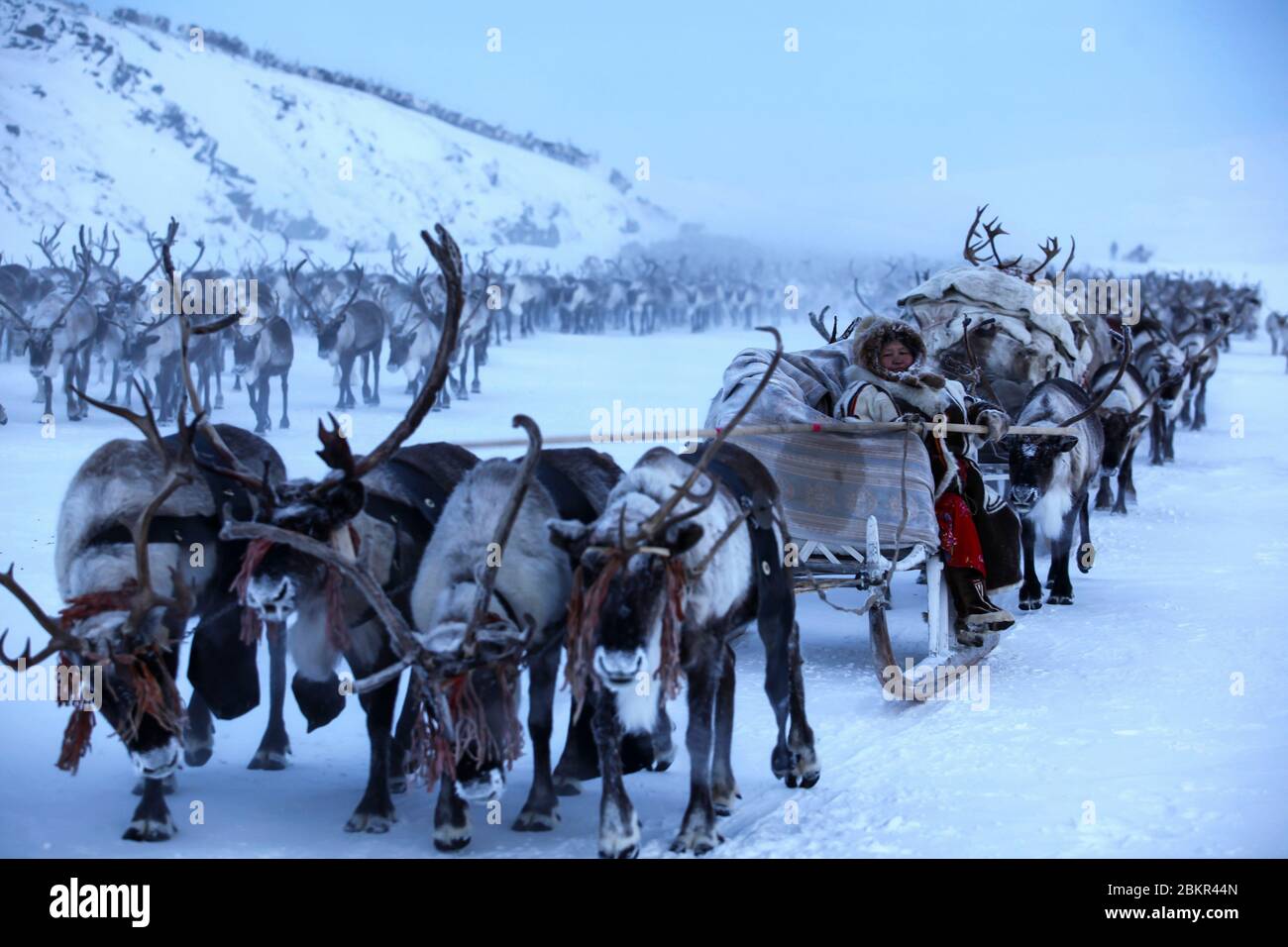 Russia, Siberia, migration of Nenetses and their reindeer herds Stock Photo