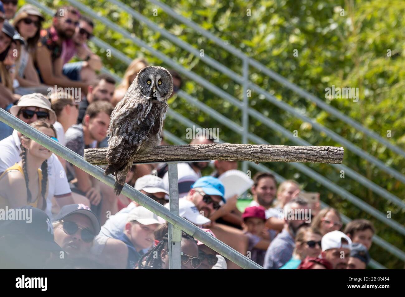France Indre Et Loire Loire Valley Listed As World Heritage By Unesco Loir Et Cher Saint Aignan Sur Cher Beauval Zoo The Bird Show The Masters Of The Air Stock Photo Alamy