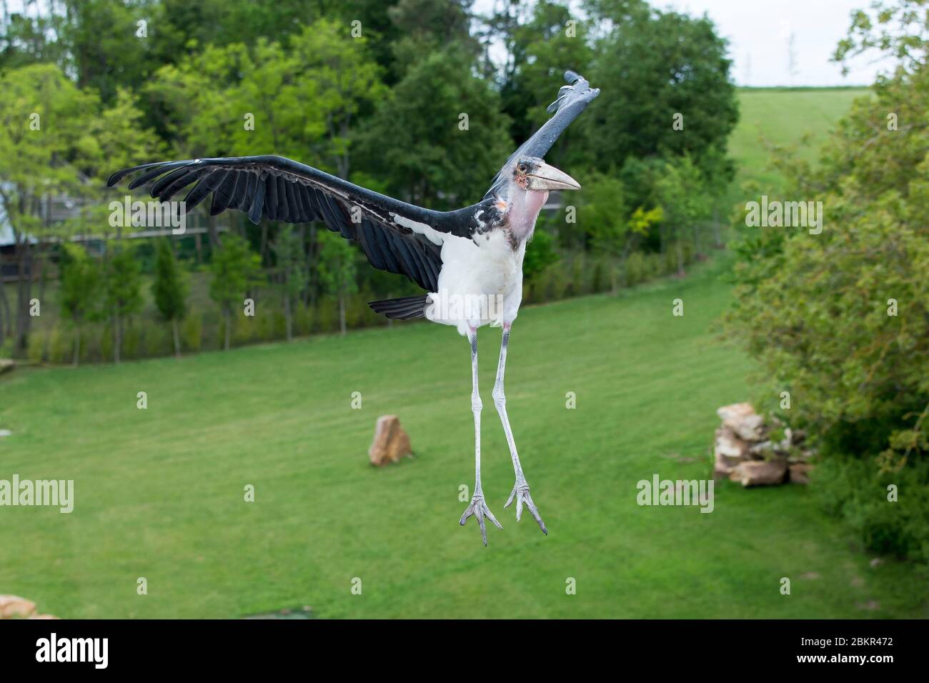France Indre Et Loire Loire Valley Listed As World Heritage By Unesco Loir Et Cher Saint Aignan Sur Cher Beauval Zoo The Bird Show The Masters Of The Air Stock Photo Alamy
