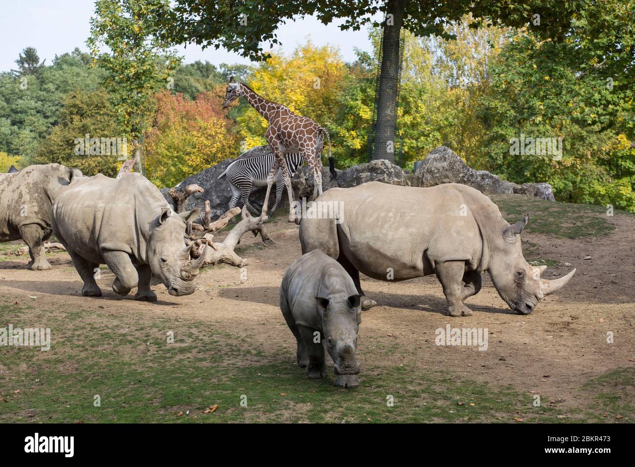 France Indre Et Loire Loire Valley Listed As World Heritage By Unesco Loir Et Cher Saint Aignan Sur Cher Beauval Zoo Rhino And Giraffes Stock Photo Alamy