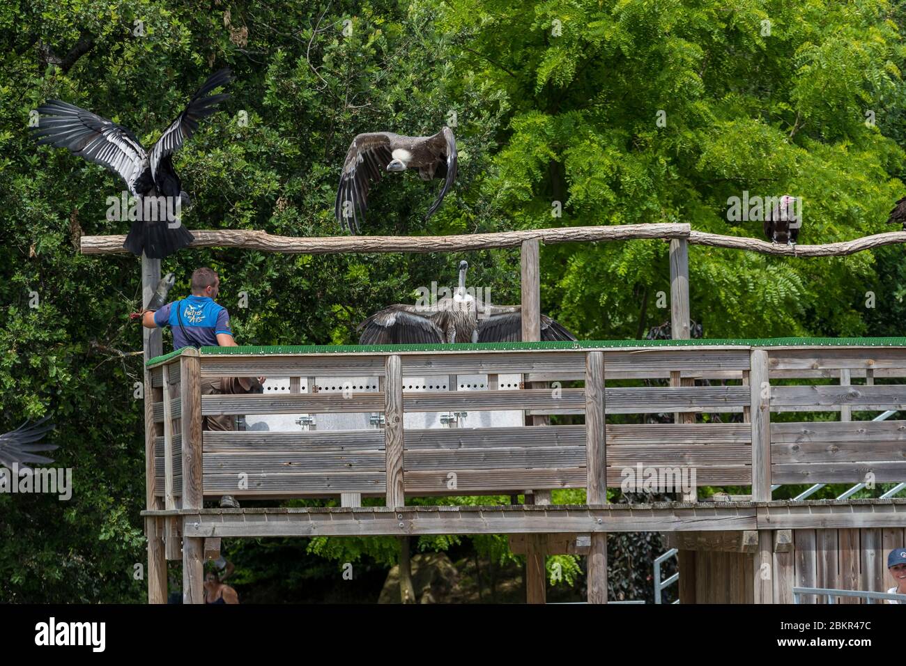 France Indre Et Loire Loire Valley Listed As World Heritage By Unesco Loir Et Cher Saint Aignan Sur Cher Beauval Zoo The Bird Show The Masters Of The Air Stock Photo Alamy