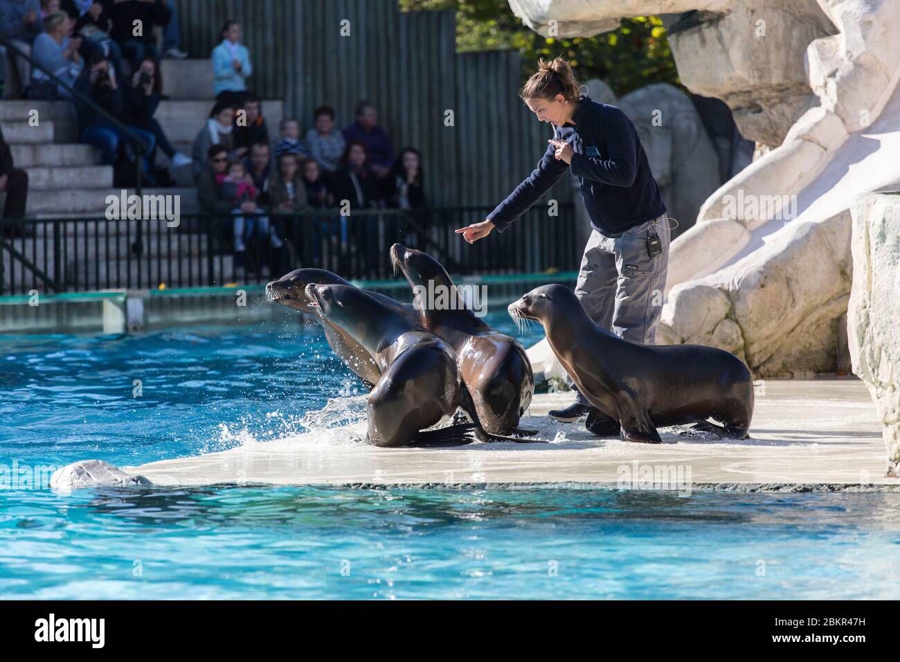France Loir Et Cher Loire Valley Listed As World Heritage By Unesco Loir Et Cher Saint Aignan Sur Cher Beauval Zoo The Sea Lion Show Stock Photo Alamy