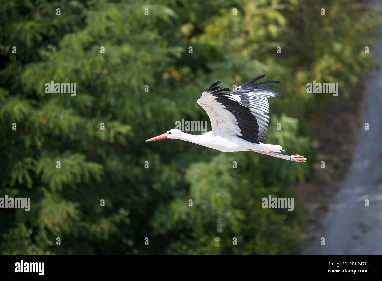 France Indre Et Loire Loire Valley Listed As World Heritage By Unesco Loir Et Cher Saint Aignan Sur Cher Beauval Zoo The Bird Show The Masters Of The Air Stock Photo Alamy