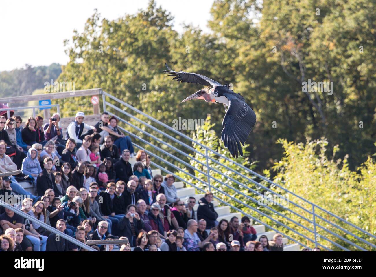 France Indre Et Loire Loire Valley Listed As World Heritage By Unesco Loir Et Cher Saint Aignan Sur Cher Beauval Zoo The Bird Show The Masters Of The Air Stock Photo Alamy