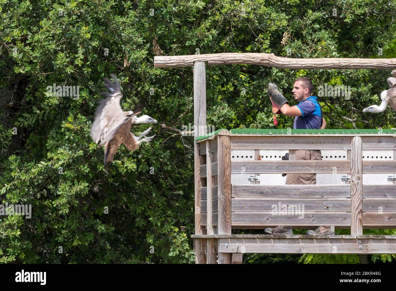 France Indre Et Loire Loire Valley Listed As World Heritage By Unesco Loir Et Cher Saint Aignan Sur Cher Beauval Zoo The Bird Show The Masters Of The Air Stock Photo Alamy
