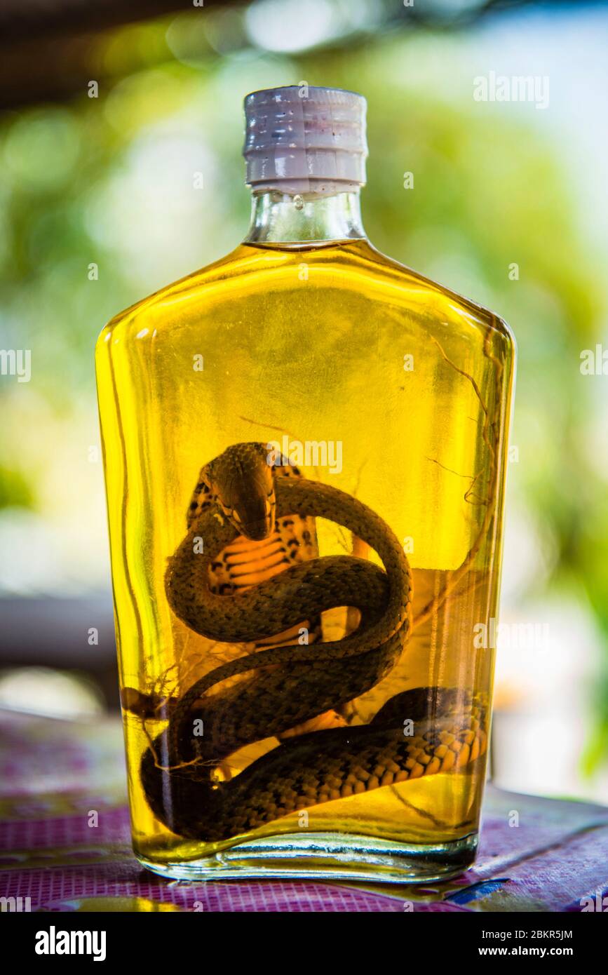 Laos, Luang Prabang city classified UNESCO world heritage, cobra preserved in alcohol to make a traditional drink Stock Photo