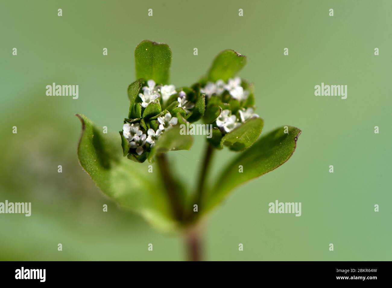 France, Territoire de Belfort, Belfort, vegetable garden, Valerianella locusta, flowering Stock Photo