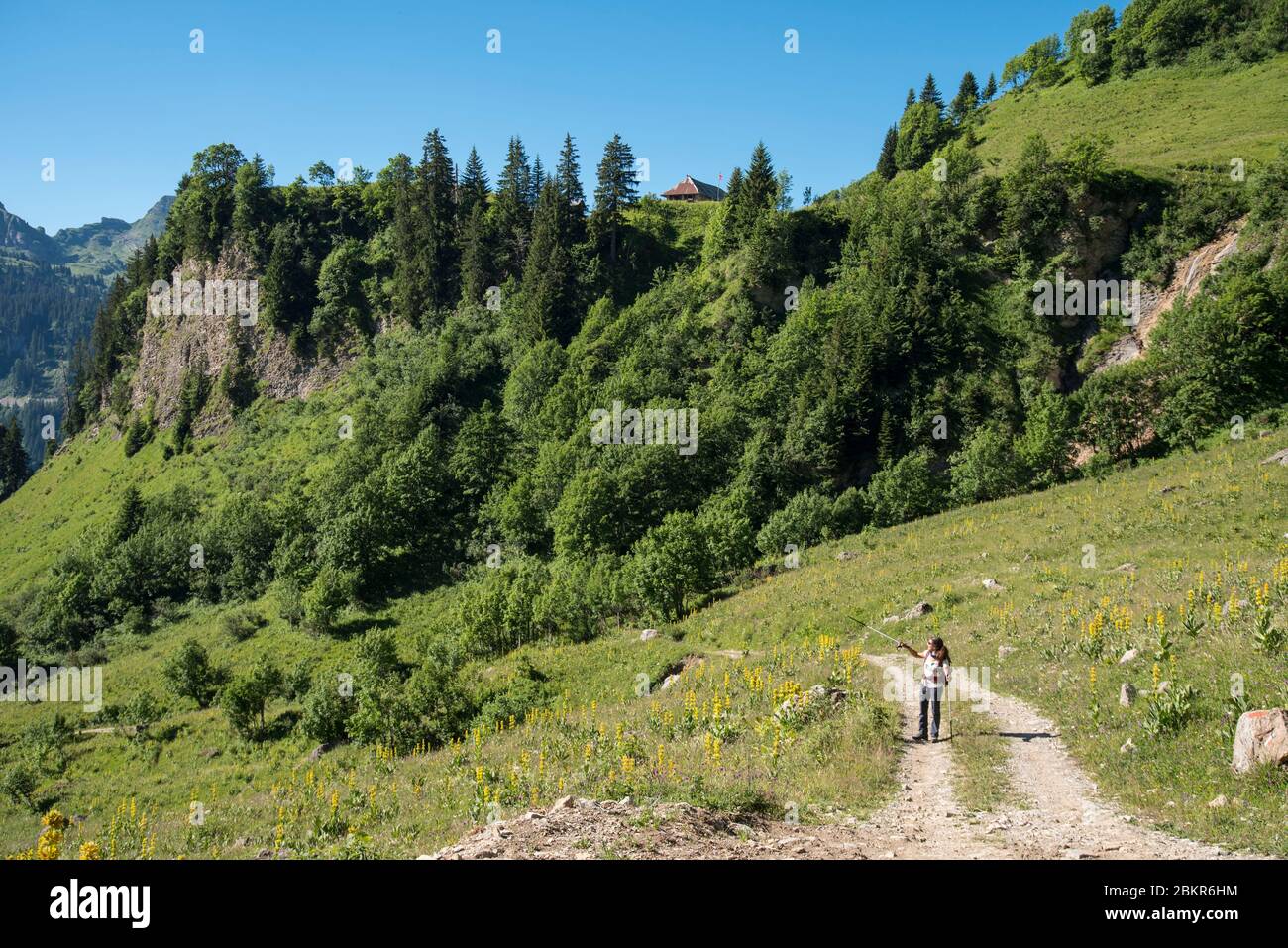 France, Haute-Savoie (74), Massif du Chablais, La Chapelle-d'Abondance, protected natural area of the Mont de Grange, hiker climbing towards the Pointe des Mattes (2010m) Stock Photo