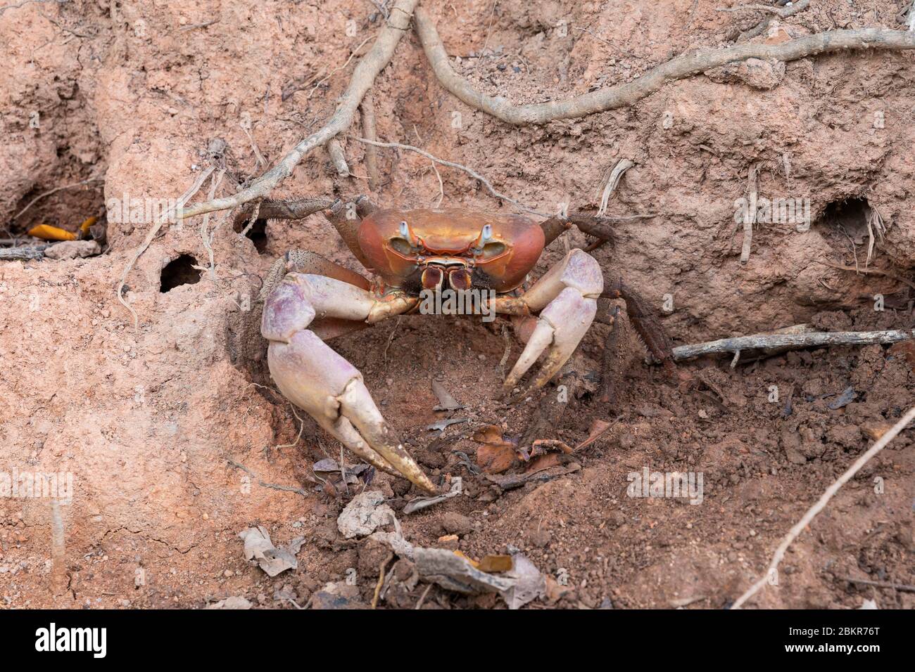 Crabe High Resolution Stock Photography And Images Alamy