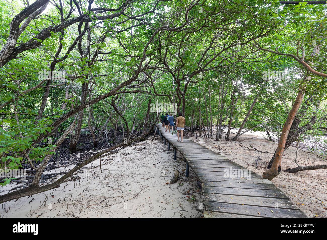 Seychelles, ile Curieuse, Curieuse mangrove habitat wooden dock Stock Photo