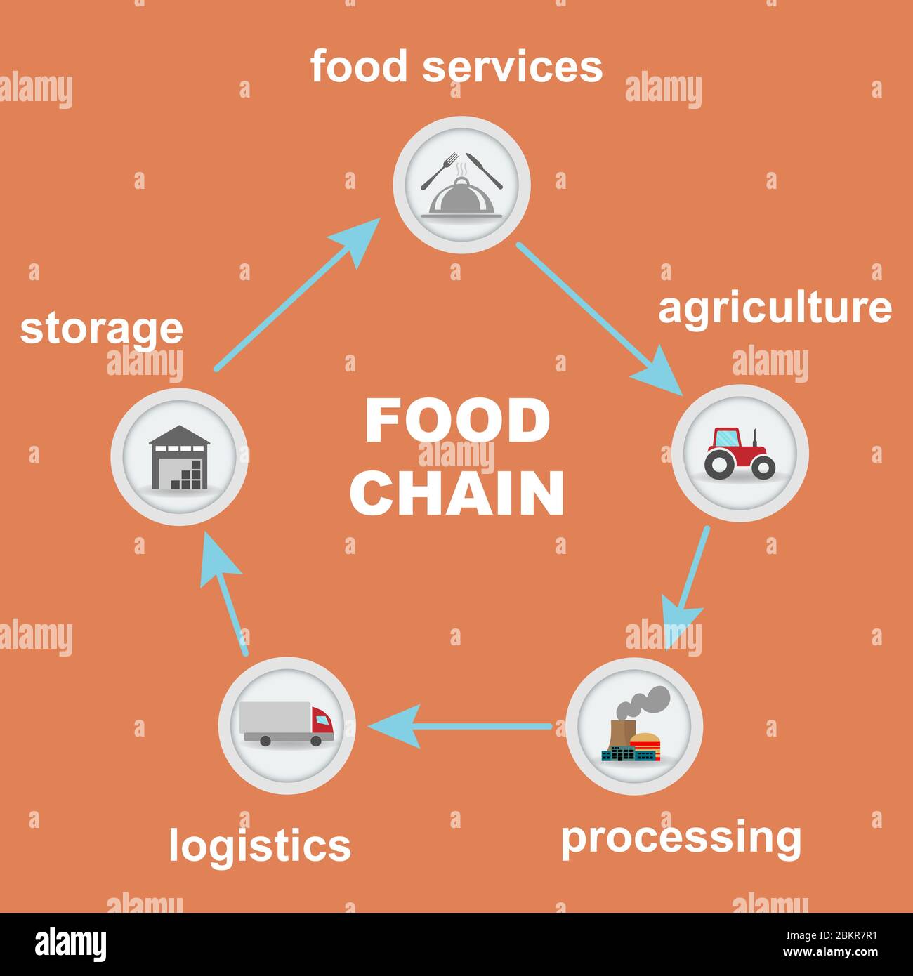 Different food chain stages interconnected Stock Vector
