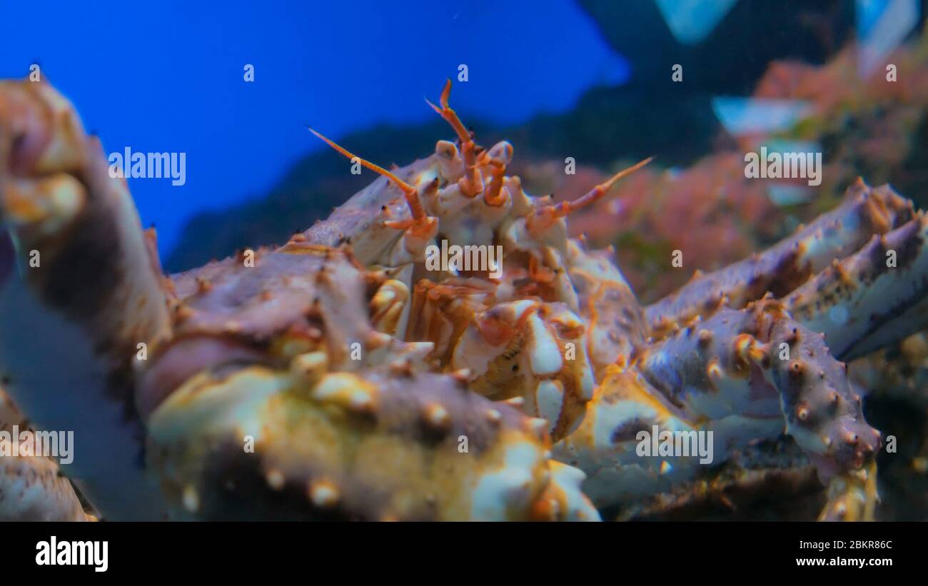 Close up shot of head of giant japanese spider crab. Macrocheira kaempferi Stock Photo