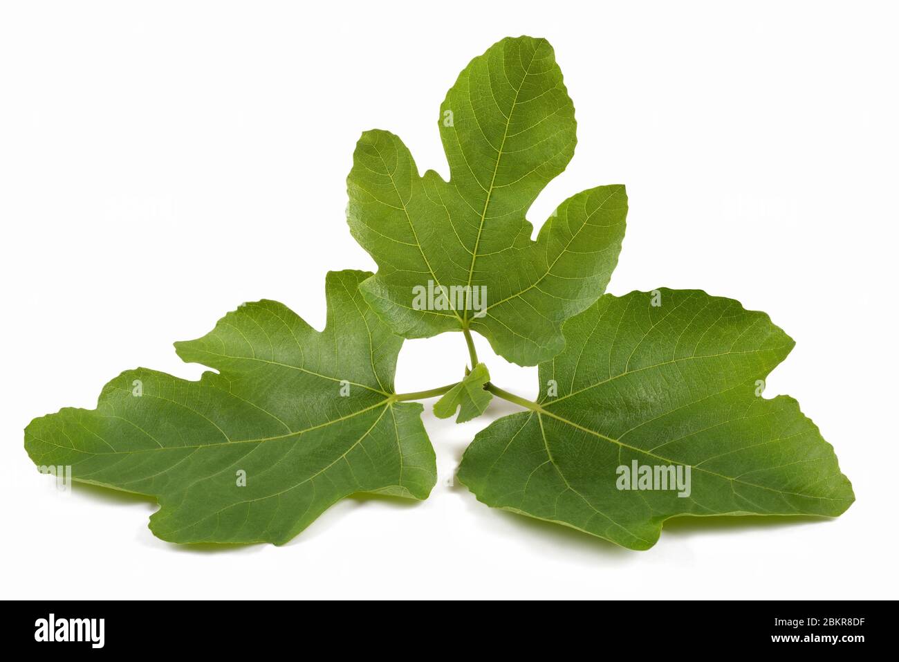 Fig branch isolated on white background Stock Photo