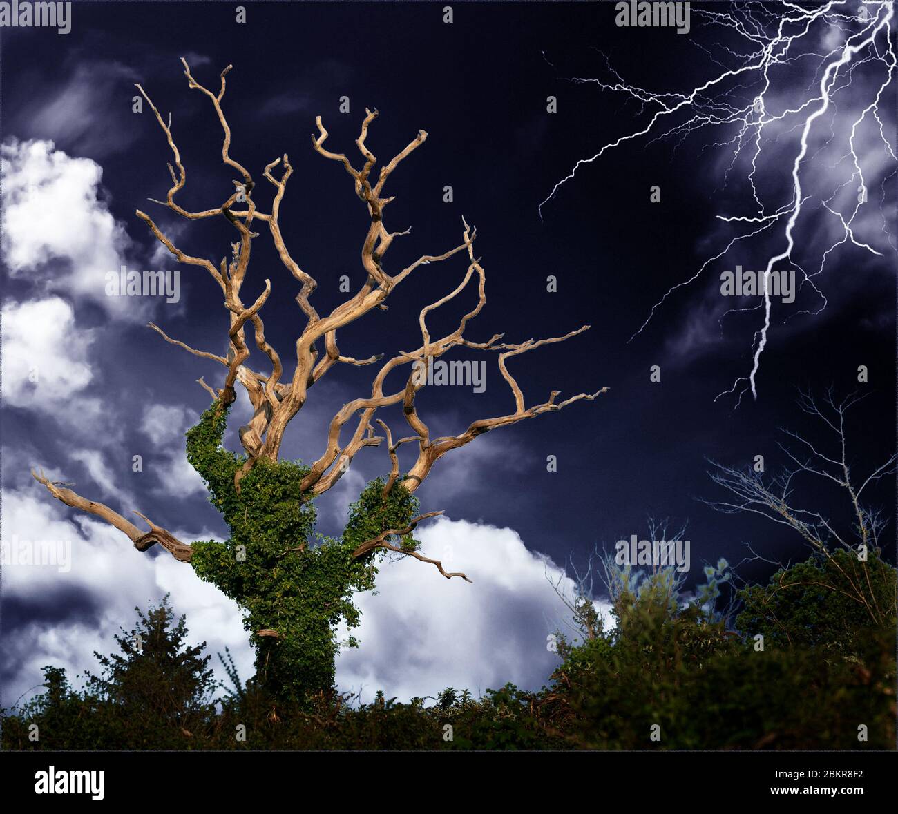 lightning strike stormy sky with a tree Stock Photo