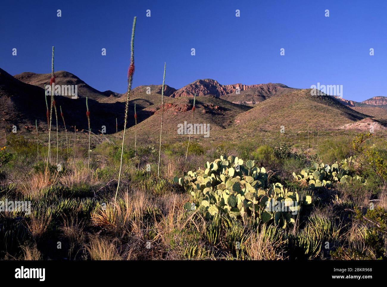 Chisos Mountains, Big Bend National Park, Texas Stock Photo