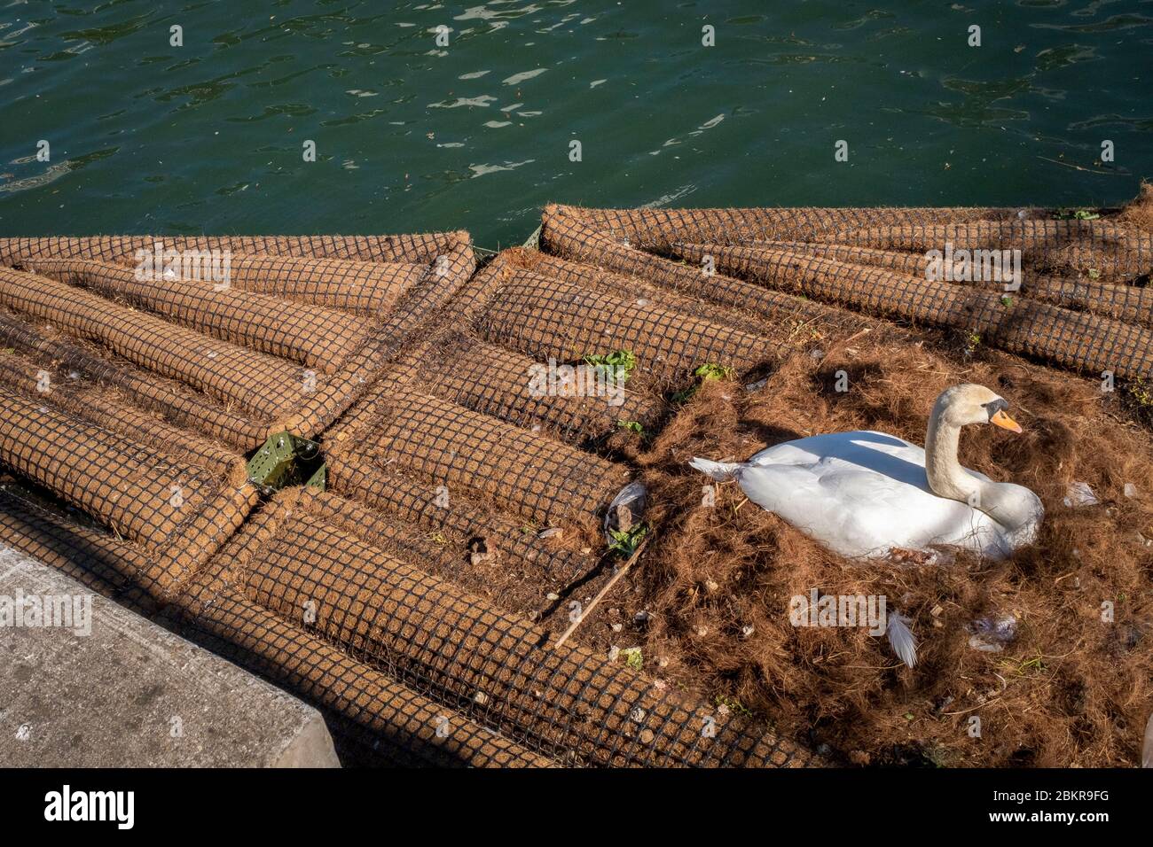 France, Paris, COVID-19 (or Coronavirus) lockdown, swan nesting on the banks of the Ourcq canal Stock Photo