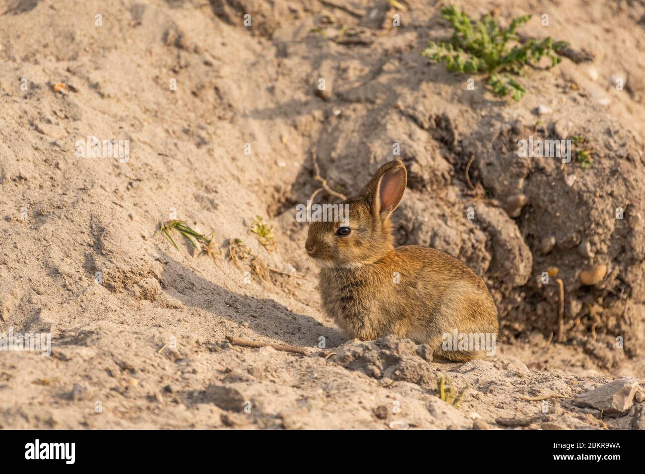 France, Somme (80), Baie de Somme, PortleGrand, marshes of the lower