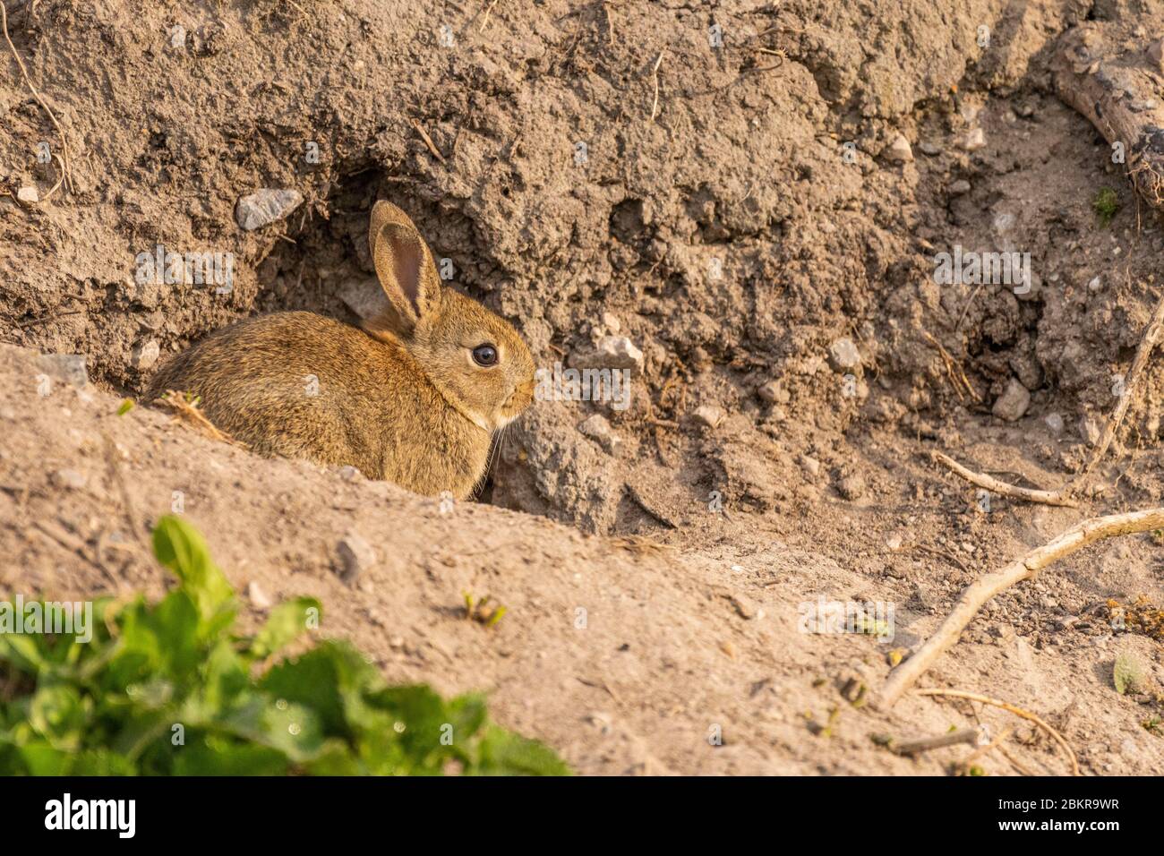Mound of earth hires stock photography and images Alamy