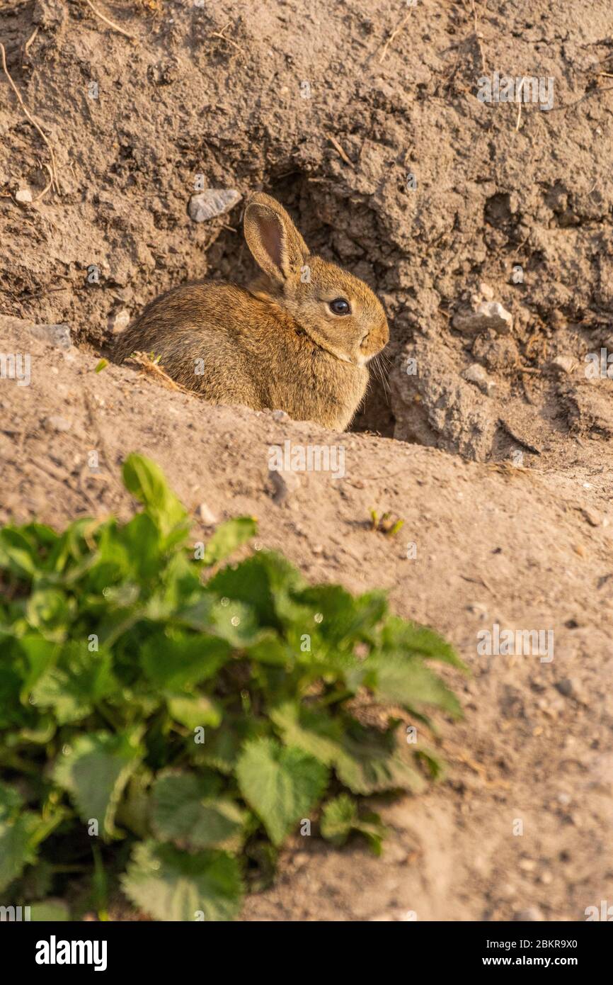 France, Somme (80), Baie de Somme, PortleGrand, marshes of the lower