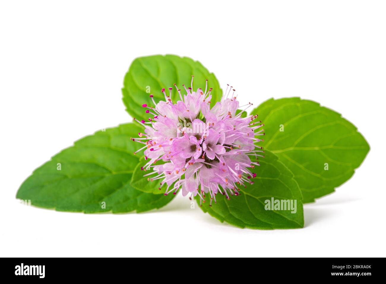 Fresh mint with flower isolated on white background Stock Photo