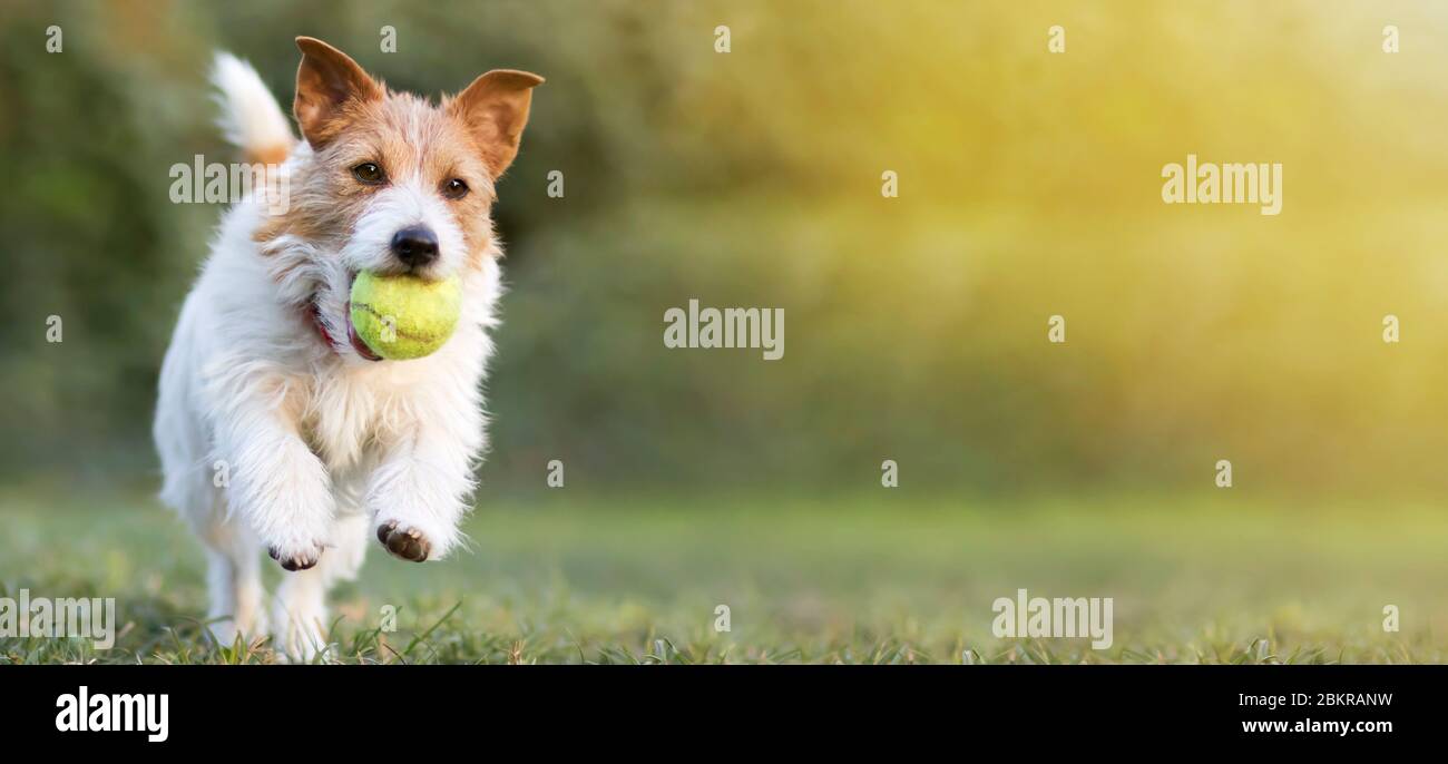 Playful happy pet dog puppy running in the grass and playing with a ...
