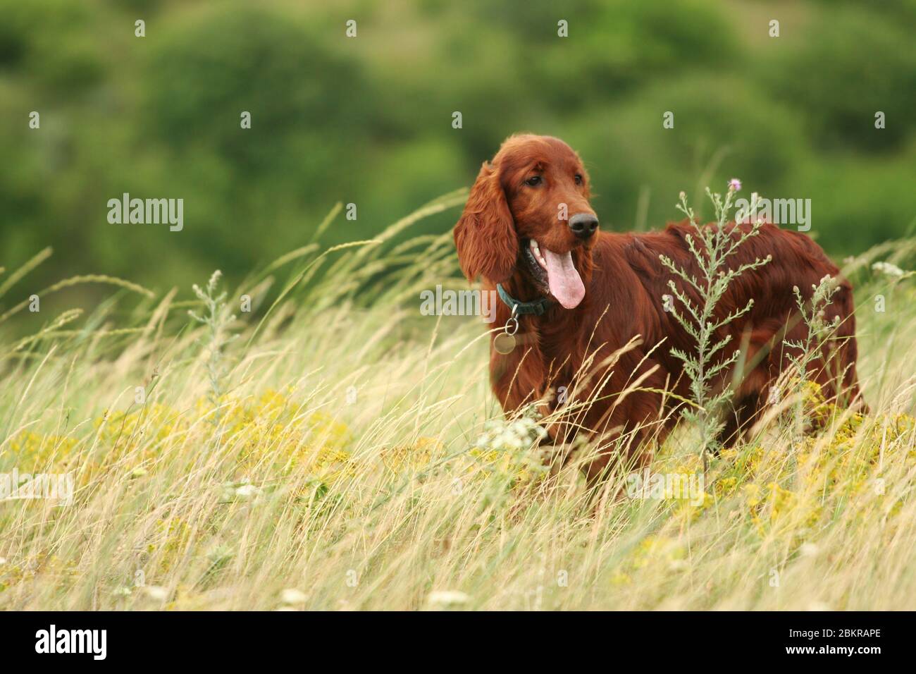 Happy irish setter pet dog puppy panting in the grass in summer in the ...